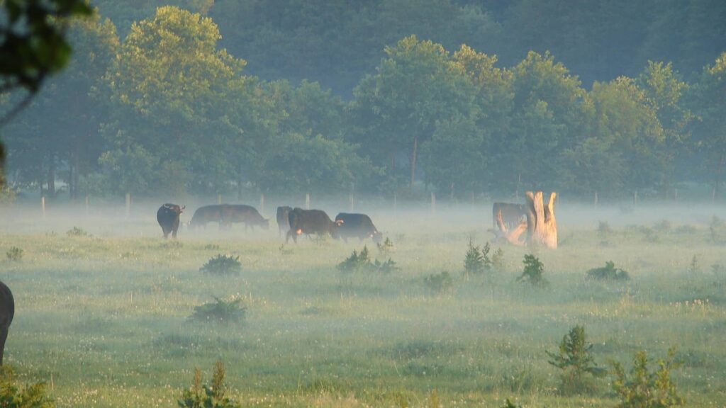 Rinder im Nebel auf einer Wiese