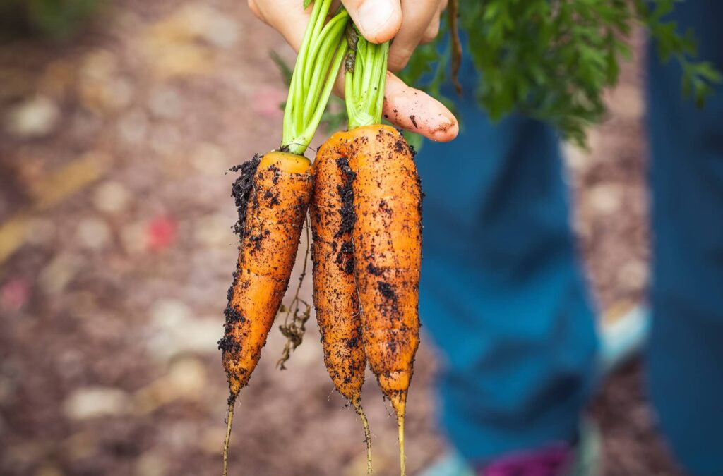 Möhren in der Hand des Landwirts