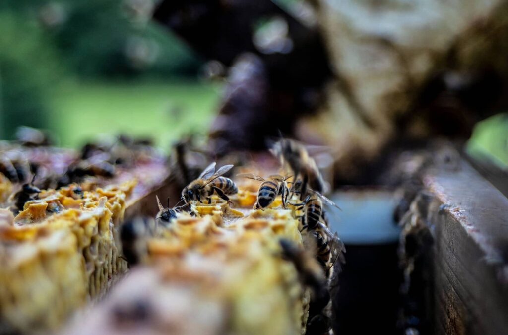 Nahaufnahme von Honigbienen auf einer Wabe, die fleißig Nektar sammeln – Sinnbild für gemeinschaftliches Arbeiten, Naturverbundenheit und nachhaltige Partnerschaften.