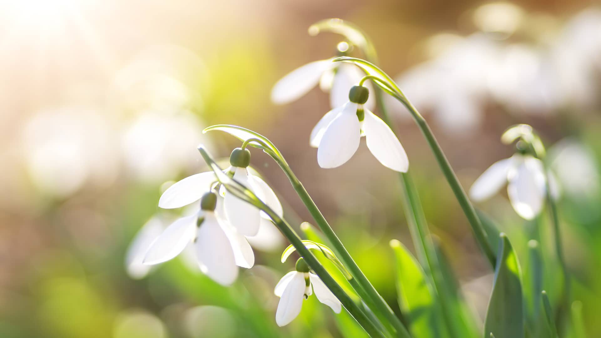 Maigl&ouml;ckchen in der Sonne